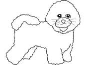 coloriage chien bichon